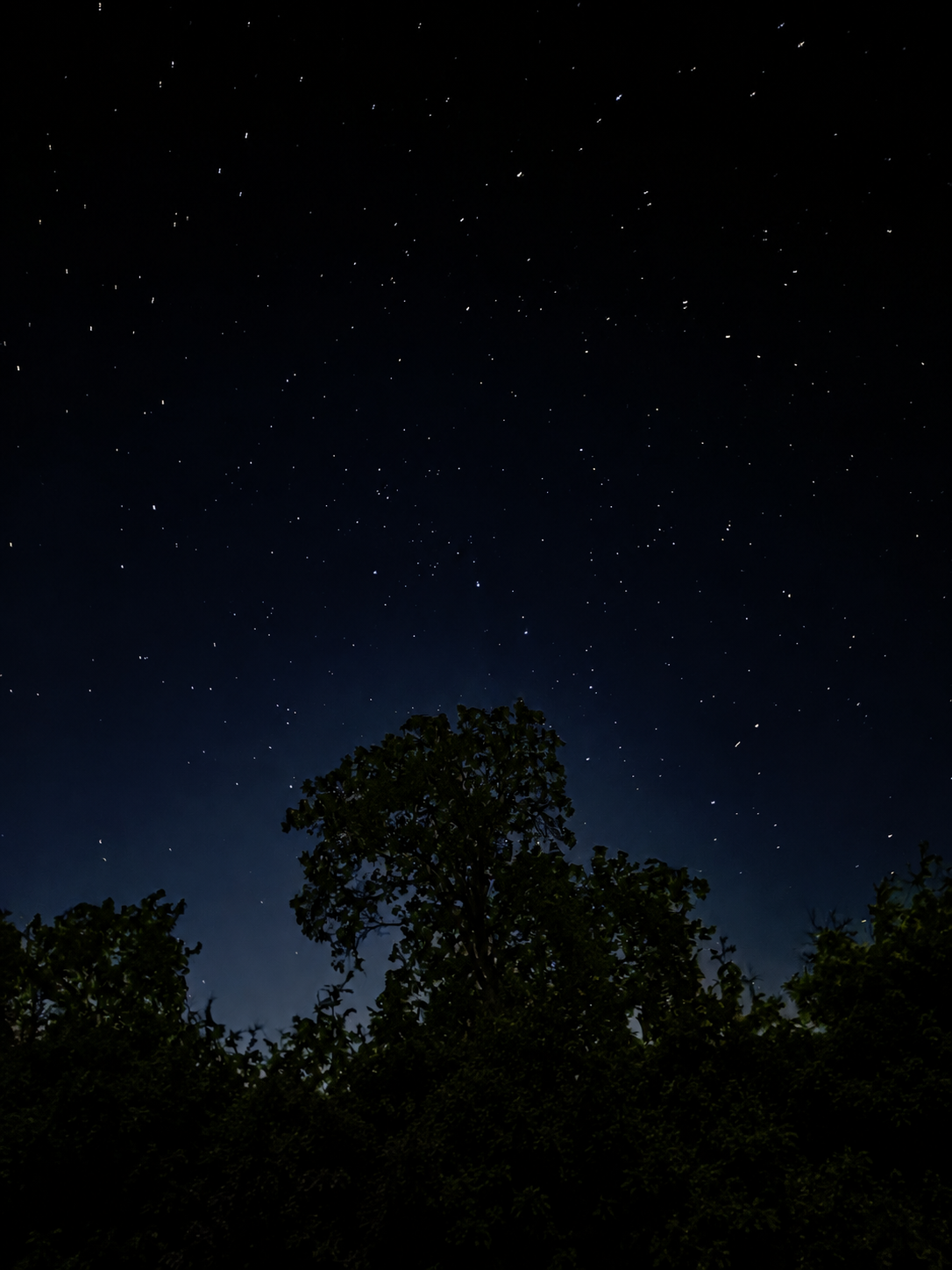 Stars in a deep blue night sky above silhouetted trees